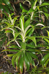 Macrolearia angustifolia