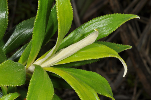 Macrolearia angustifolia, photograph 3