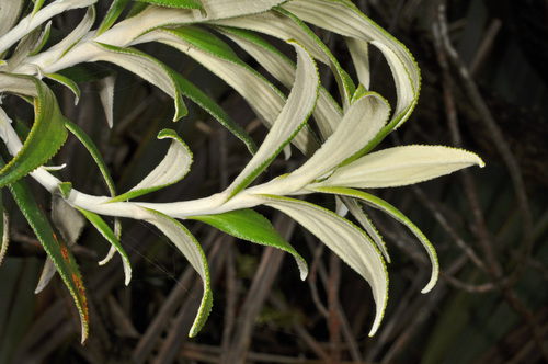 Image of Macrolearia angustifolia by (c) Pieter Pelser, some rights reserved (CC BY)