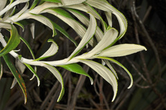 Macrolearia angustifolia