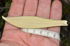 Macrolearia angustifolia