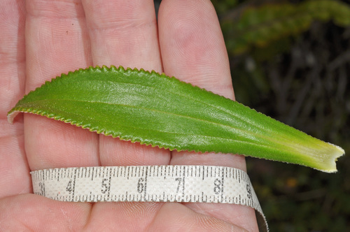 Macrolearia angustifolia, photograph 6