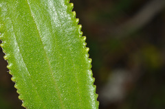 Macrolearia angustifolia