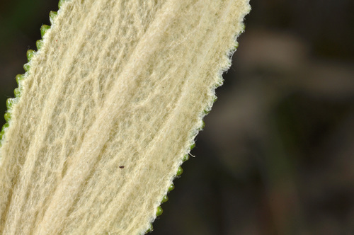 Image of Macrolearia angustifolia by (c) Pieter Pelser, some rights reserved (CC BY)