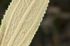 Macrolearia angustifolia