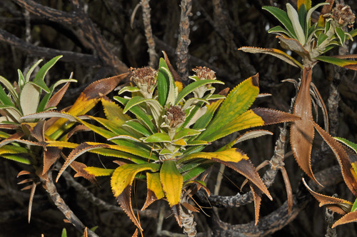 Image of Macrolearia angustifolia by (c) Pieter Pelser, some rights reserved (CC BY)