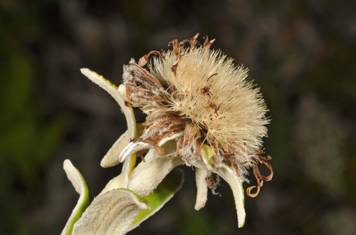 Image of Macrolearia angustifolia by (c) Pieter Pelser, some rights reserved (CC BY)