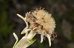 Macrolearia angustifolia