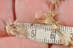 Macrolearia angustifolia