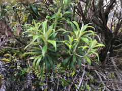 Macrolearia angustifolia