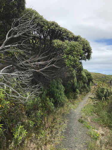 Macrolearia angustifolia, photograph 2