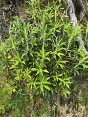 Macrolearia angustifolia