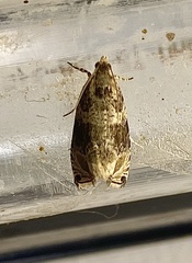 Olethreutes appendiceum