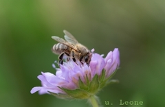 Apis mellifera
