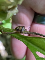 Dendrocoris humeralis