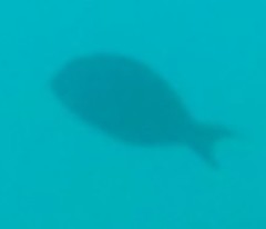 Acanthurus nigrofuscus