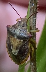 Dendrocoris humeralis