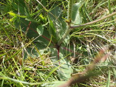 Hypochaeris maculata