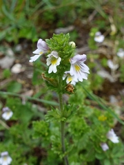 Euphrasia arctica