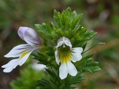 Euphrasia arctica