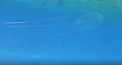Alatina alata