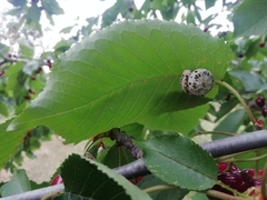Cimbex quadrimaculatus