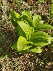 Veratrum oxysepalum