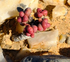 Crassula elegans elegans