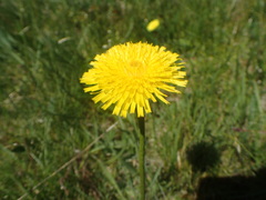 Hypochaeris maculata