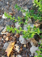 Herniaria glabra