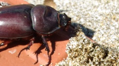 Oryctes nasicornis corniculatus