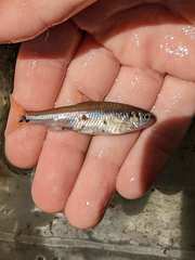 Notropis hudsonius