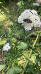 Dolicharthria stigmosalis