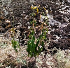 Vincetoxicum hirundinaria hirundinaria