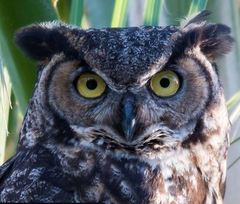 Bubo virginianus