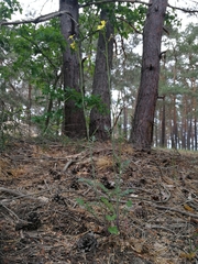 Coincya monensis cheiranthos