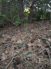 Coincya monensis cheiranthos