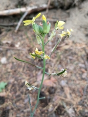 Coincya monensis cheiranthos