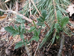 Coincya monensis cheiranthos