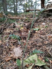 Coincya monensis cheiranthos