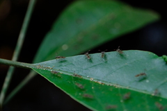 Diasemopsis aethiopica