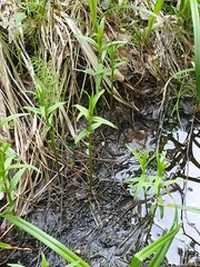 Lysimachia thyrsiflora