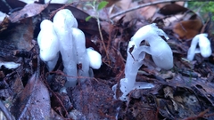 Monotropastrum humile