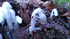 Monotropastrum humile