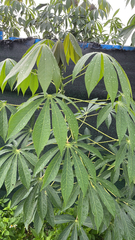 Manihot esculenta