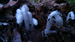 Monotropastrum humile