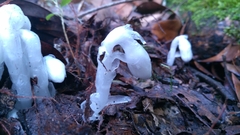 Monotropastrum humile