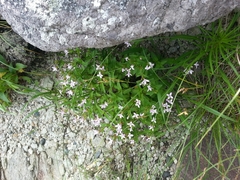 Houstonia montana