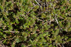 Pimelea oreophila hetera