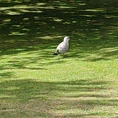Larus